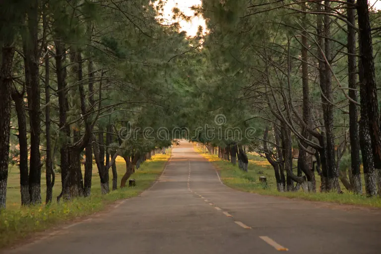 Forest Road