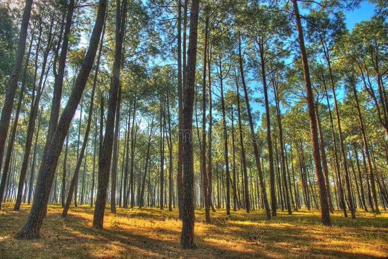 Pine Forest
